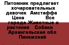 Питомник предлагает 2-хочаровательных девочек  Амстаффа › Цена ­ 25 000 - Все города Животные и растения » Собаки   . Архангельская обл.,Пинежский 